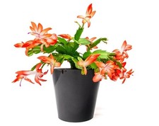 Orange Christmas Cactus  - Schlumbergera Plant Large Winter Flower in 13cm pot