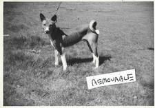 Vintage Old Photo Basenji
