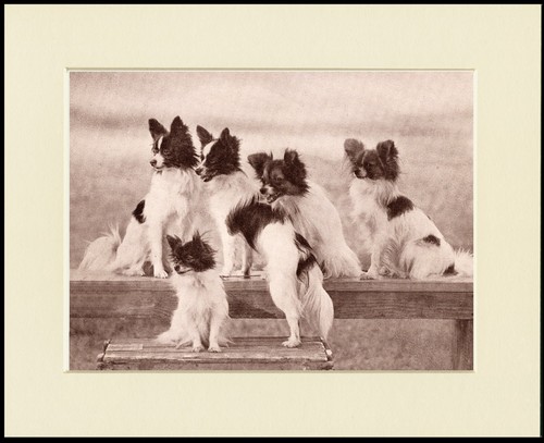 Papillon dog art print - dog, mounted