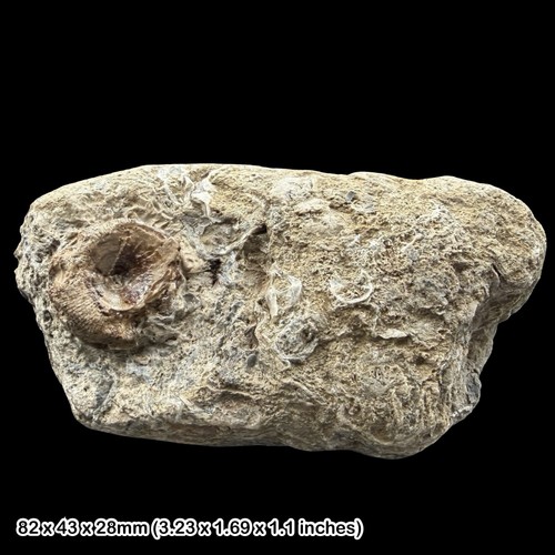 Fish vertebra fossil - fish,