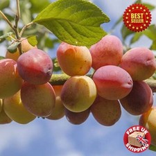 3 - 4 feet Dwarf Plum Prunus Fruit Tree Bare Rooted Plant British Garden Outdoor