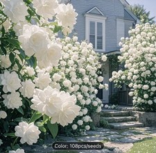 Fragrant Jasmine Seeds for