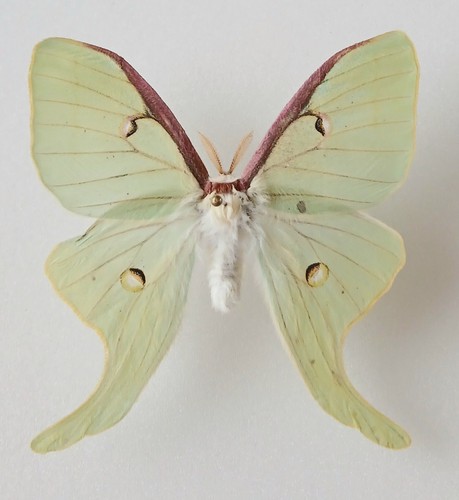 Actias luna male petite moon - luna,