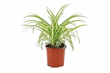 Spider Plant Chlorophytum