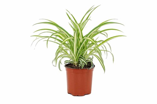 Spider plant chlorophytum - spider,