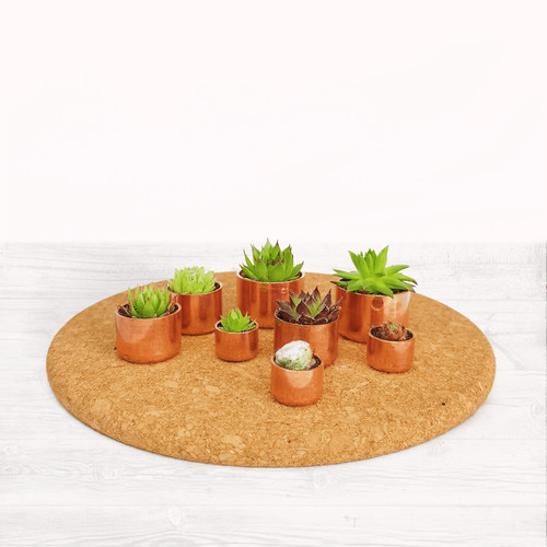Succulent sempervivum copper - succulent,