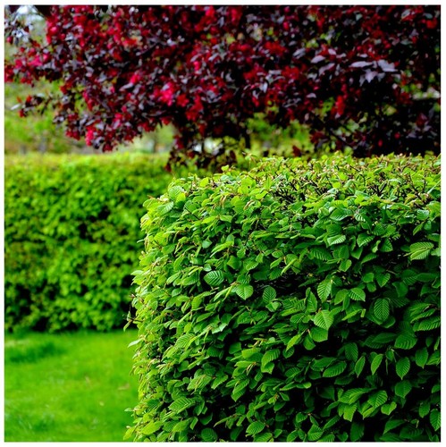 Hornbeam hedging plants - hedging,
