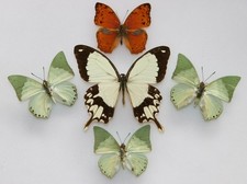 Real Butterfly specimens X5