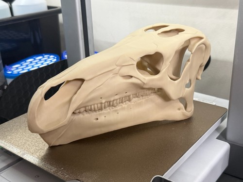Iguanodon skull dinosaur - iguanodon,