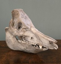 Large Vintage Wild Boar