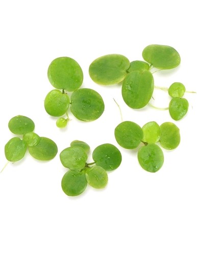 Pond plants frogbit live - 8x,