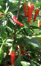 APACHE Pepper Chilli Seeds 100% Organic UK Hardy. Multi-Buy Discounts
