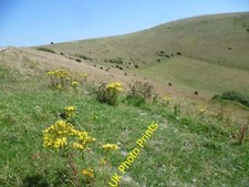 Photo 12x8 Ewe Dean from the