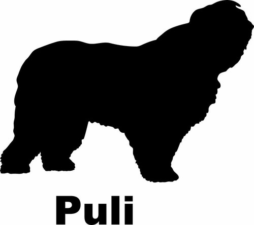 Puli