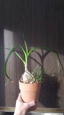 Pregnant Onion -Albuca