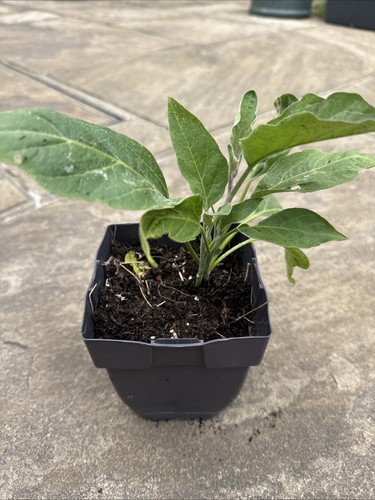 Indian purple brinjal - indian,
