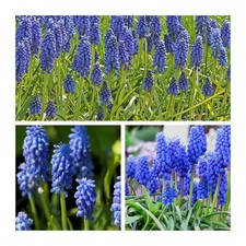 Muscari Armeniacum x 200