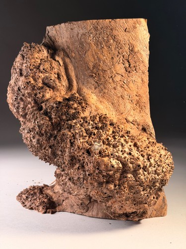 Cap burr elm - live, resin