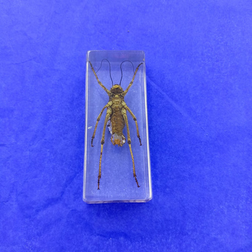 Cricket insect display - a,