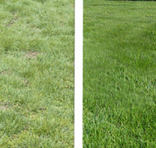 Top grass professional golf - grass, &