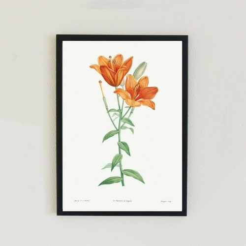 Vintage botanical flower - botanical ,