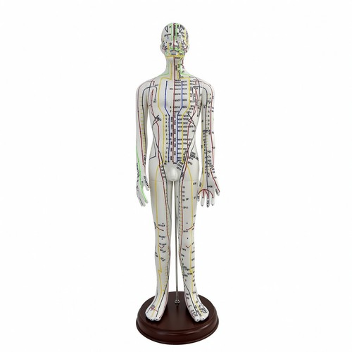 Acupuncture model with english - acupuncture,