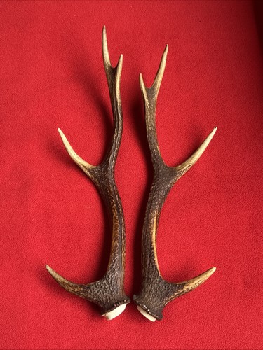 Pair sika deer antlers - of,