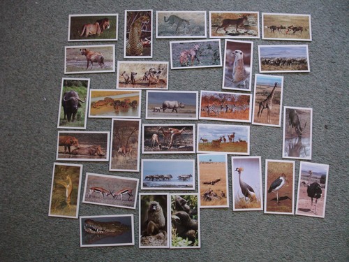 African wildlife 1990 - wildlife, grandee