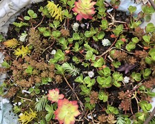 20x Mixed Sedum Ground Cover