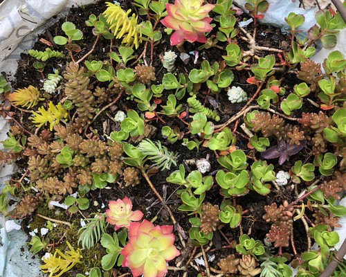 20x mixed sedum ground cover - mixed,