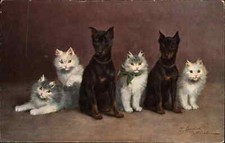 A/s Doberman Pinscher Puppy