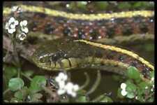 087019 Coast Garter Snake A4