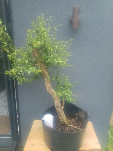 Hawthorn bonsai tree - hawthorn,
