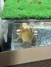 Fish Tank Aquarium Axolotl’s Two Males Grey and Gold 7 Months Old