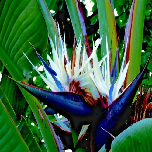 Giant white bird paradise - giant,