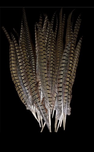 Pheasant feathers - pheasant,
