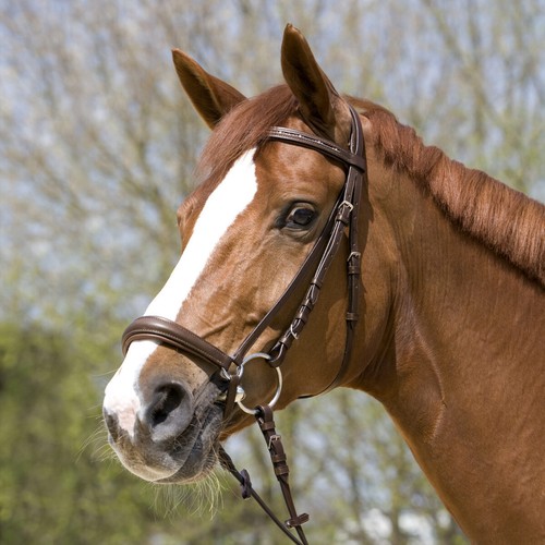 Kieffer snaffle bridle - , olivia
