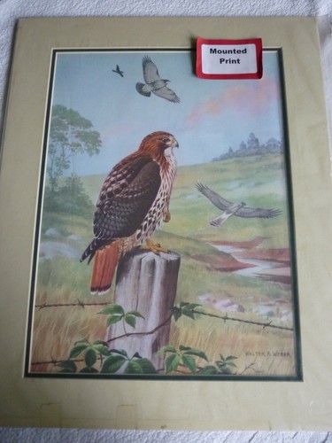 Red tail hawk - of, prey