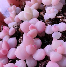 Pachyphytum Hybrid Seeds, 10