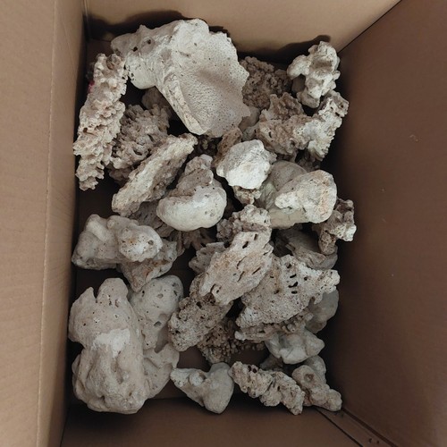 Reef marine aquarium - reef,