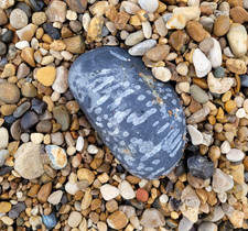 Large 12cm piece fossil - of,