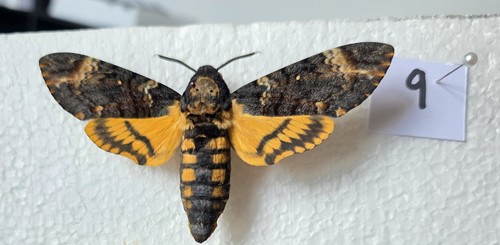 Acherontia atropos death head - atropos,