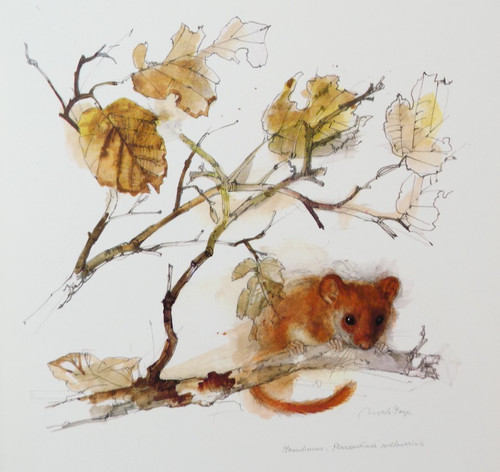 Hazel dormouse wildlife print - dormouse,