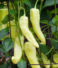 3x Sweet Banana Pepper Plug Plants Vegetables Garden - End of April 2024