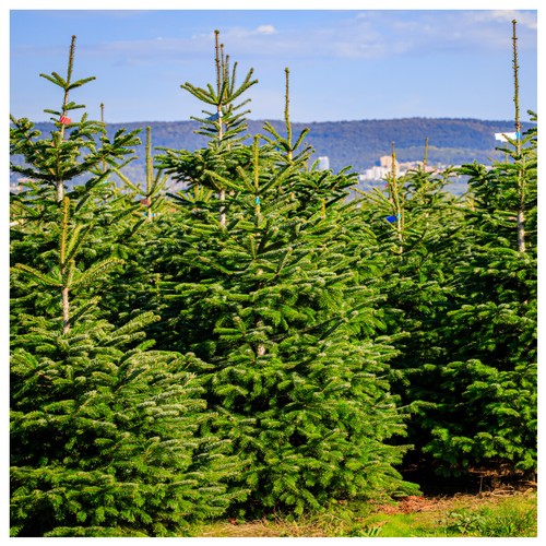 Nordmann fir christmas - 50,