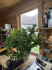 Large Money Plant Excellent