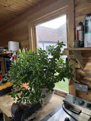 Large money plant excellent - money,