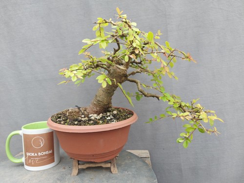 Chunky trunk semi cascade - semi,