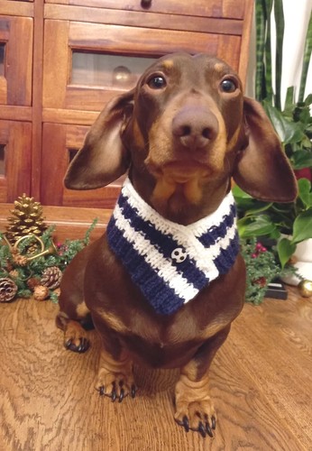 Scotland football scarf dog - scarf,