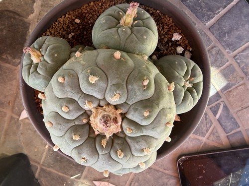 Raresucculent years seeding - 15,
